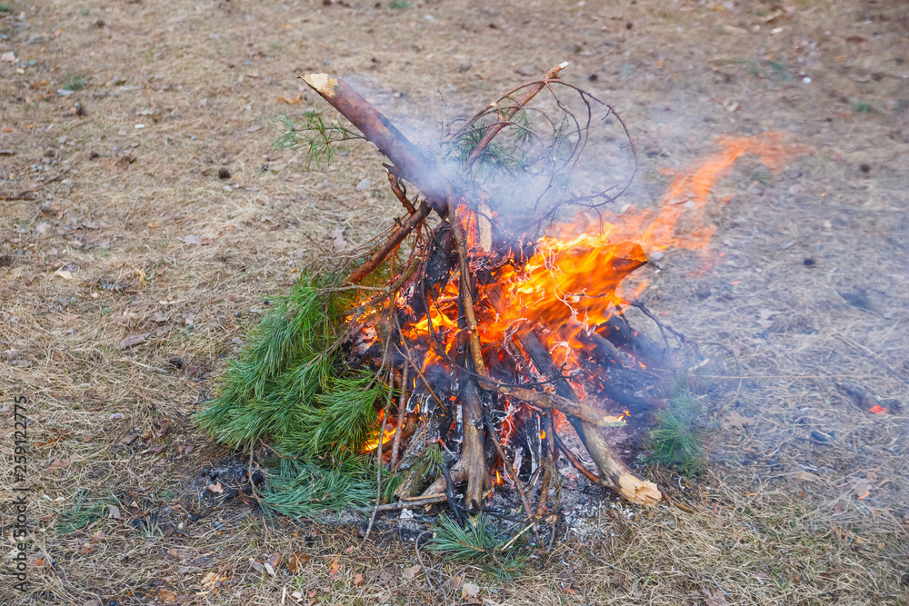 Bonfire of pine branches in the spring forest Bonfire of pine branches in the spring forest