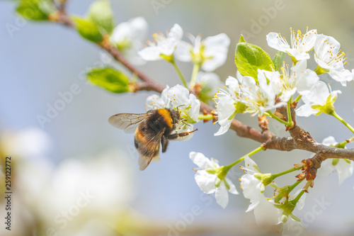 Bumblebee pollinating fruit tree flowers in spring time.