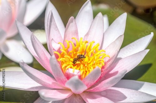 Bee pollinating white waterlily flower.