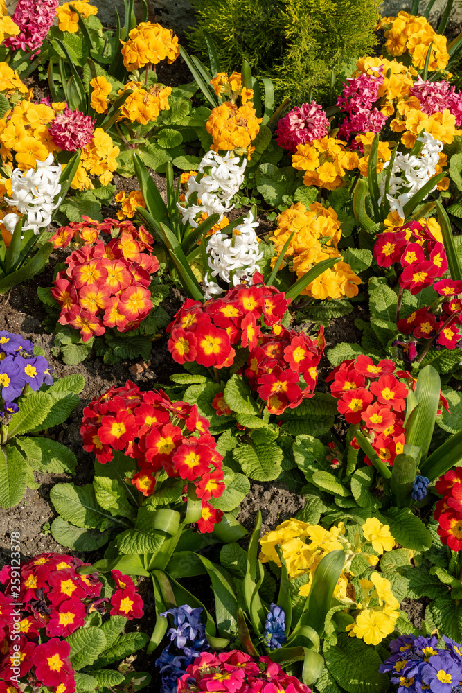 Obraz premium Devizes, Wiltshire, England, UK. March 2019. A colourful display of early spring flowers.