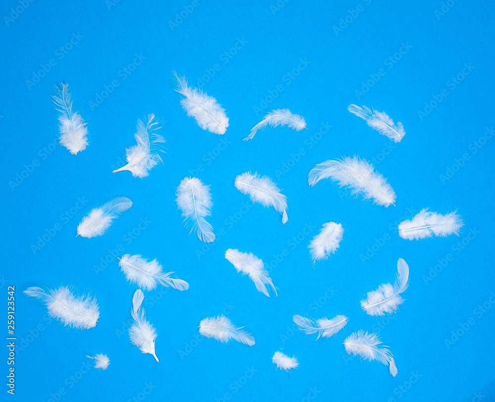 White feathers on a blue background