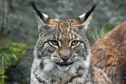 a beautiful face of a lynx with clear eyes and a look at you  close-up  a beautiful big cat is looking at you. © Mikhail Semenov