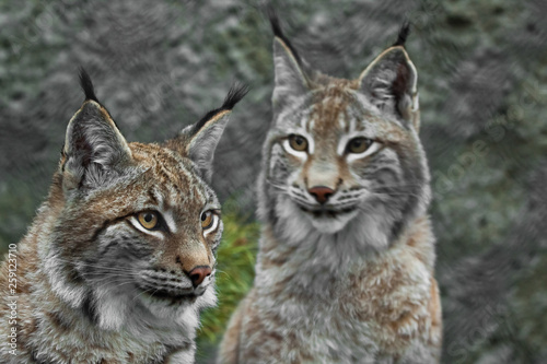 two trot faces close up, the background is out of focus. a beautiful face of a lynx with clear eyes and a look at you; close-up; a beautiful big cat is looking at you.