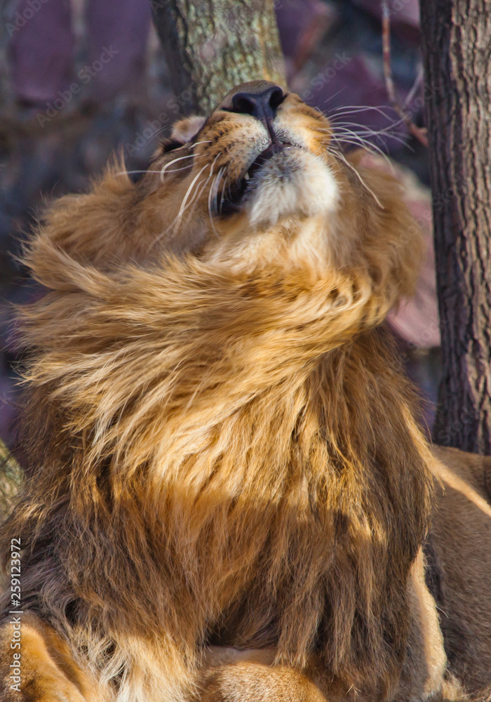 Close-up- Leo shakes mane. Powerful male lion with a lush beautiful hairy mane R