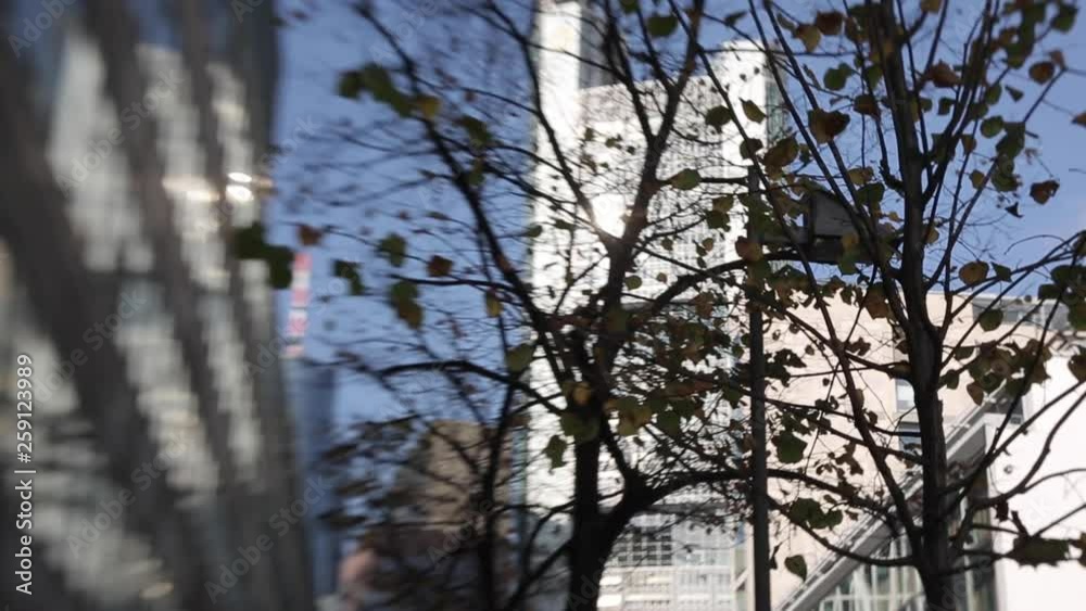 Autumnal Tree and City Towers