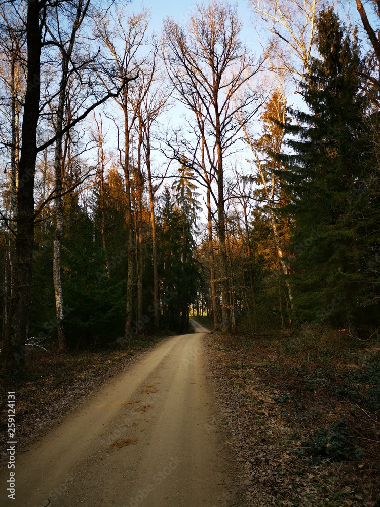 Fototapeta premium Wald Markt Schwaben