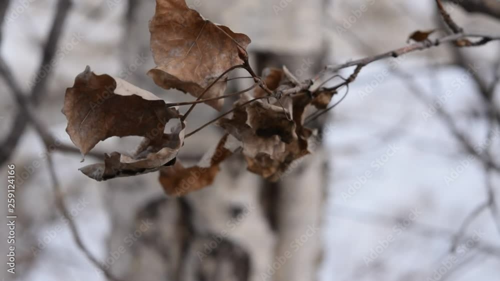 The wind is shaking the old dried leaves in the winter The wind is shaking the old dried leaves in the winter