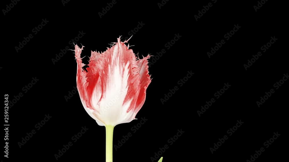 White and red tulip bloom buds ALPHA matte, FULL HD (Tulipa Huis ten bosch)
