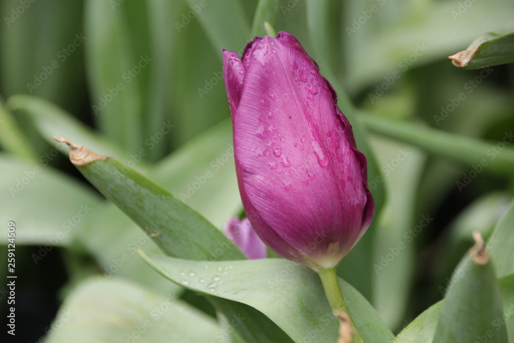 Close up Tulip Flowers Close up Tulip Flowers