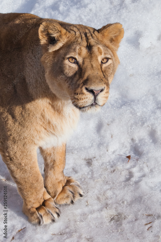 A close-up is a beautiful and strong female lioness looking at you carefully and with greed. White background - snow. A close-up is a beautiful and strong female lioness looking at you carefully and with greed. White background - snow.