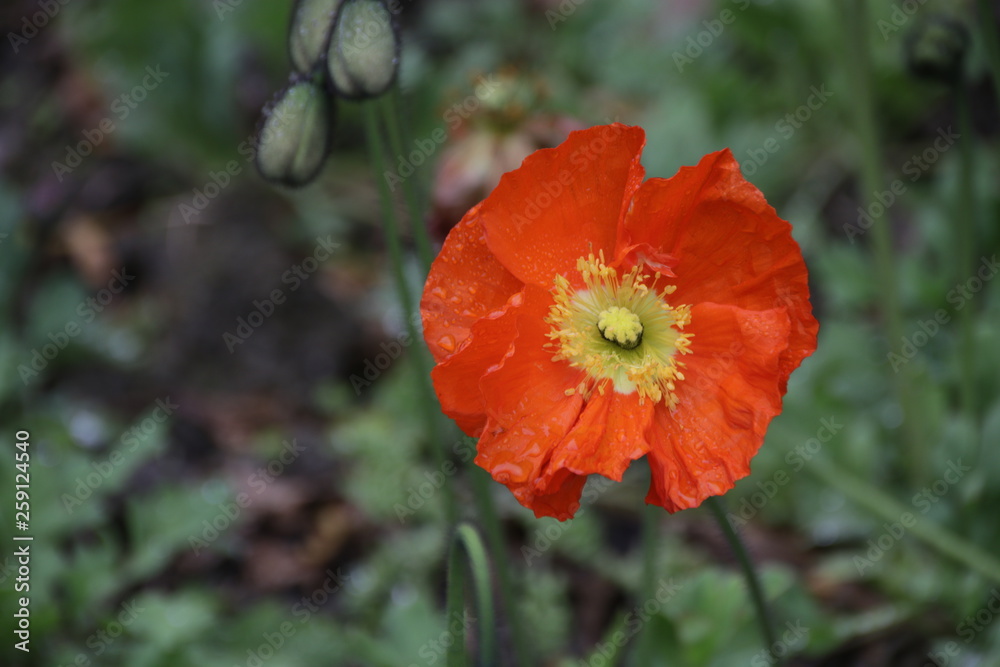 Close up Orange Poppy Flower in Spring
