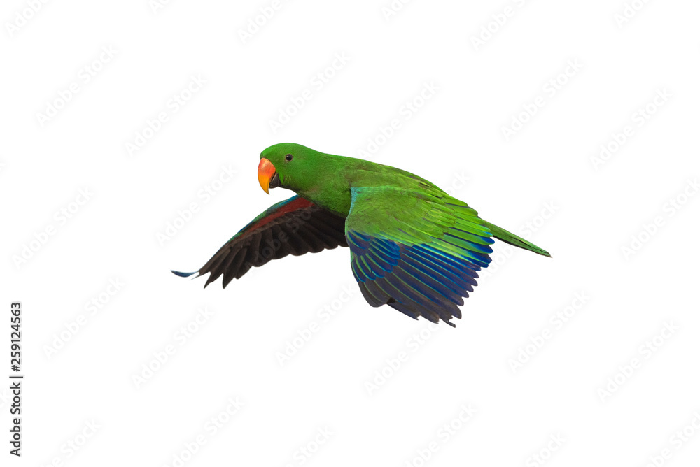 Electus parrot flying isolated on white background, male