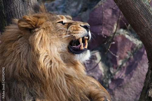 The lion roars. a big lion with a beautiful lush mane growls overlooking the wide red mouth with fangs, close-up