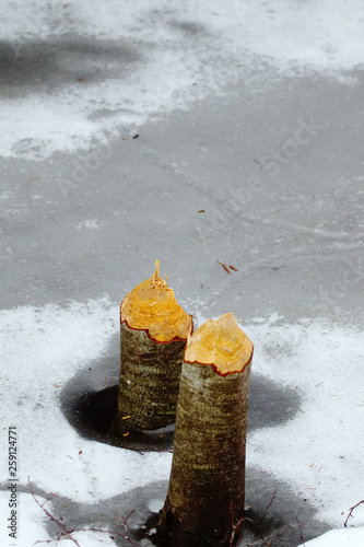 Traces of beaver activity in forest in winter. photo