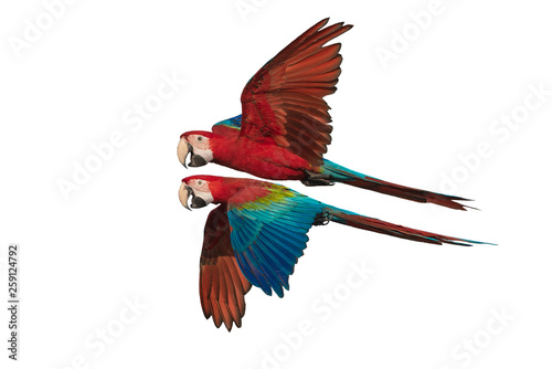 Green winged macaw flying isolated on white background photo