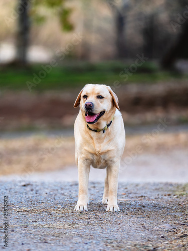 Labrador retriever walking in a public park