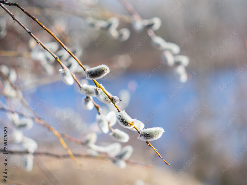 Pussy-willow branches with catkins. Blurred background. Grey fluffy catkins on a shrub salix cinerea in early spring on the river bank - Kyiv, Ukraine, Europe. Pussy-willow branches with catkins. Blurred background. Grey fluffy catkins on a shrub salix cinerea in early spring on the river bank - Kyiv, Ukraine, Europe.