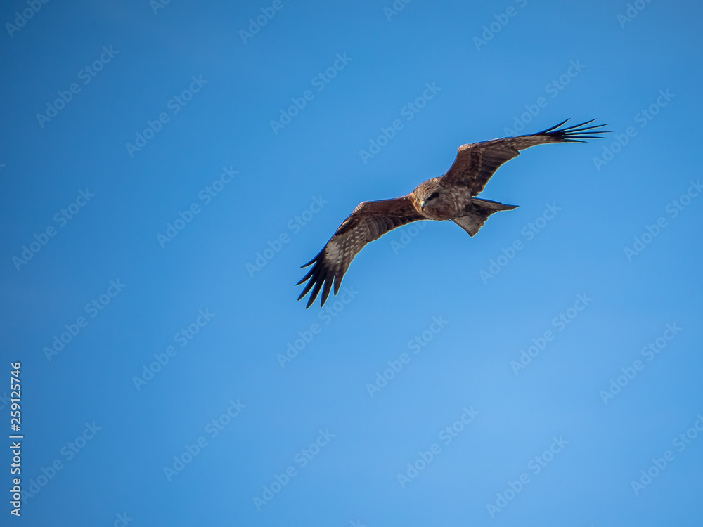 Japanese black kite in flight 10 Japanese black kite in flight 10