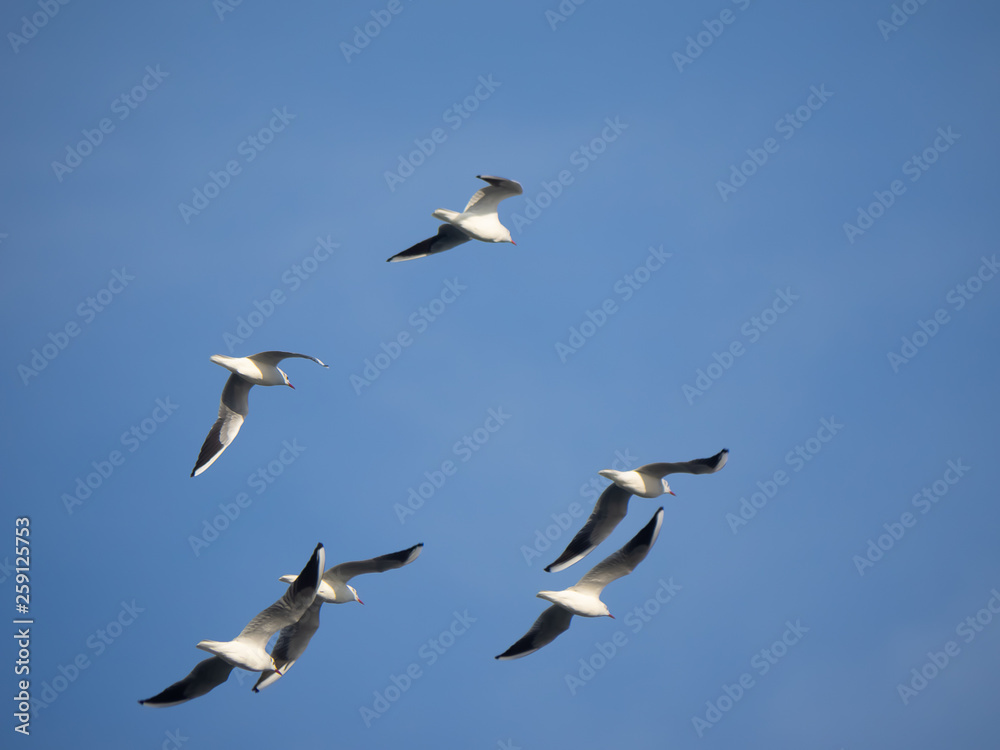 A flock of seagulls over Sagami Bay