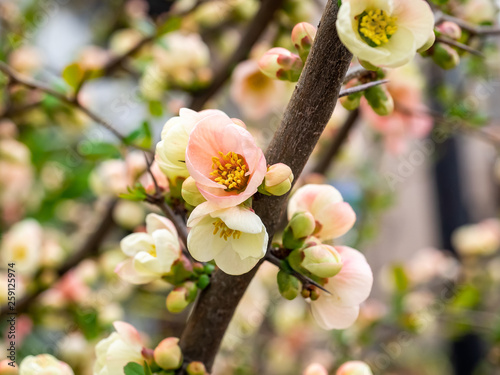 cluster of Chinese quince blossoms photo