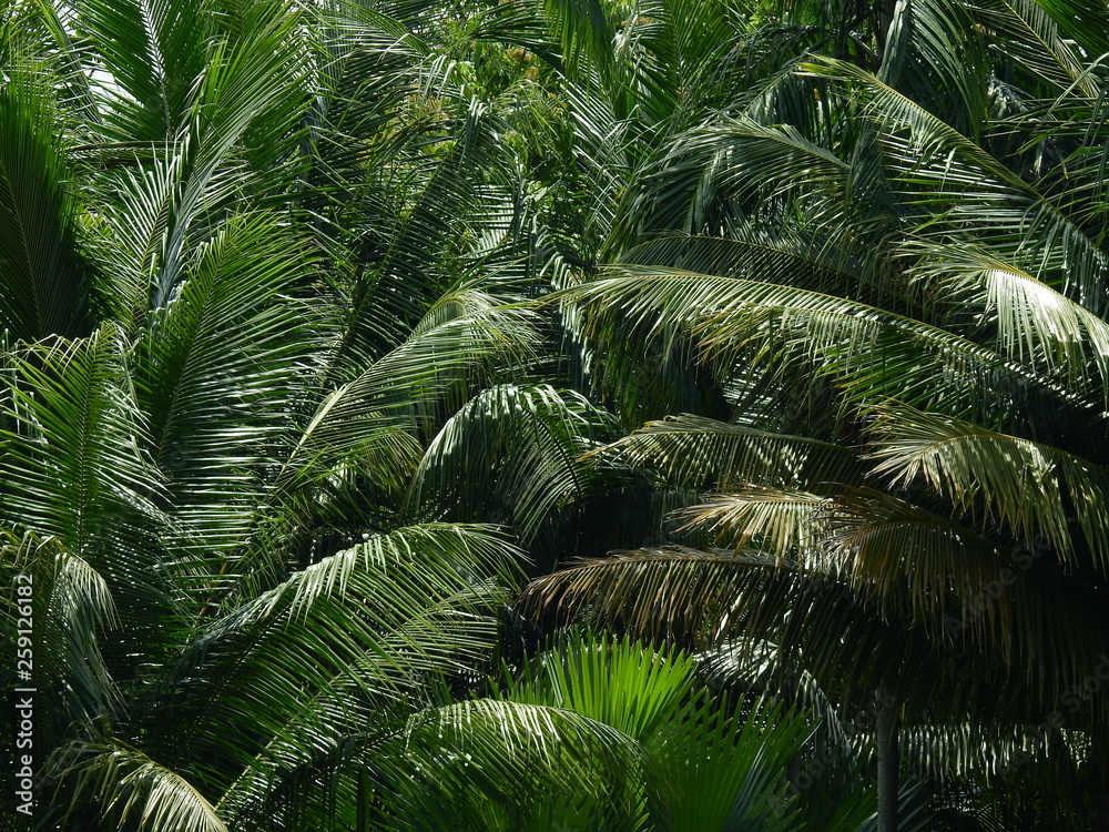 Fototapeta premium coconut leaf tree in garden