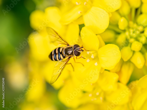 Macro hoverfly feeding from wild mustard flowers 3 © Hanstography