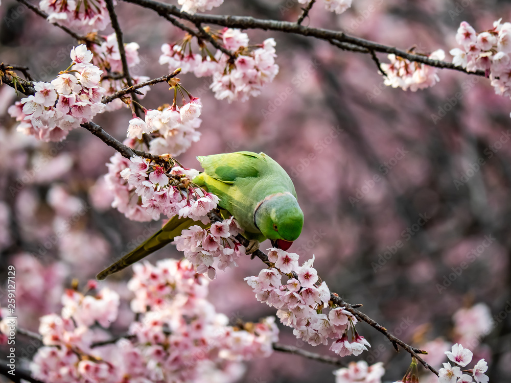rose ringed parakeet in Japanese sakura tree 33 rose ringed parakeet in Japanese sakura tree 33