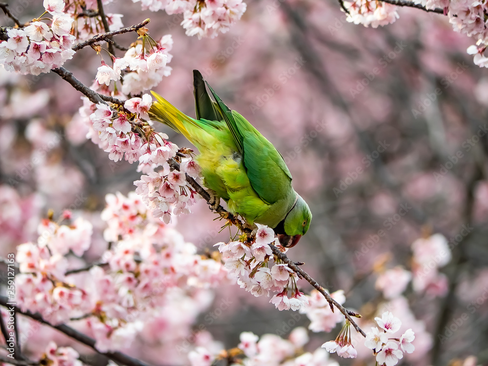 rose ringed parakeet in Japanese sakura tree 35 rose ringed parakeet in Japanese sakura tree 35