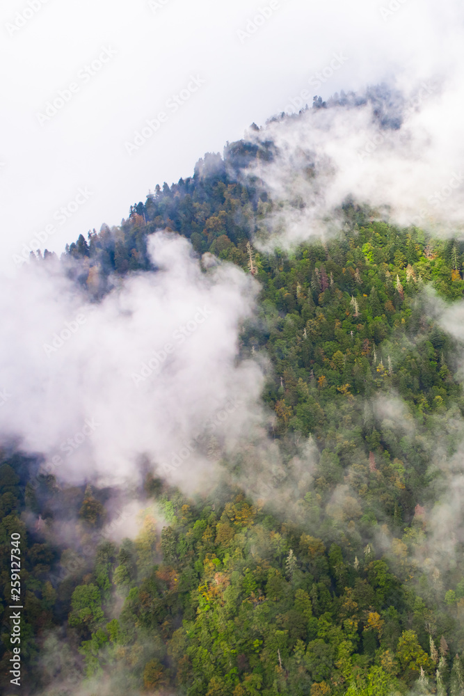 Fototapeta premium Top down turquoise forest on the mountainside under the clouds-.&nbsp; fog (aerial photo with paraglider), summer holidays in the Caucasus in Abkhazia.