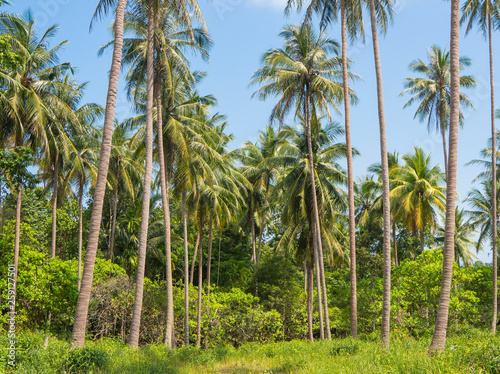 Beautiful coconut palm trees farm in Koh Samui island Thailand. Tropical landscape