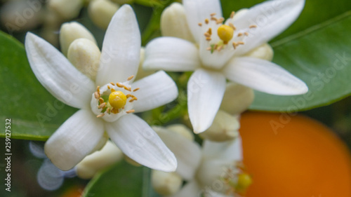 Valencian orange and orange blossoms. Spain. Spring harvest