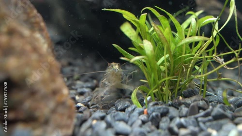 Close-up view of Freshwater Bamboo Shrimp. Atyopsis moluccensis. photo