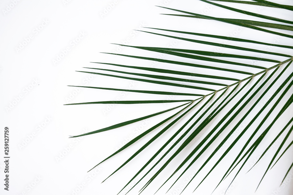Obraz premium leaf robelini on a white background