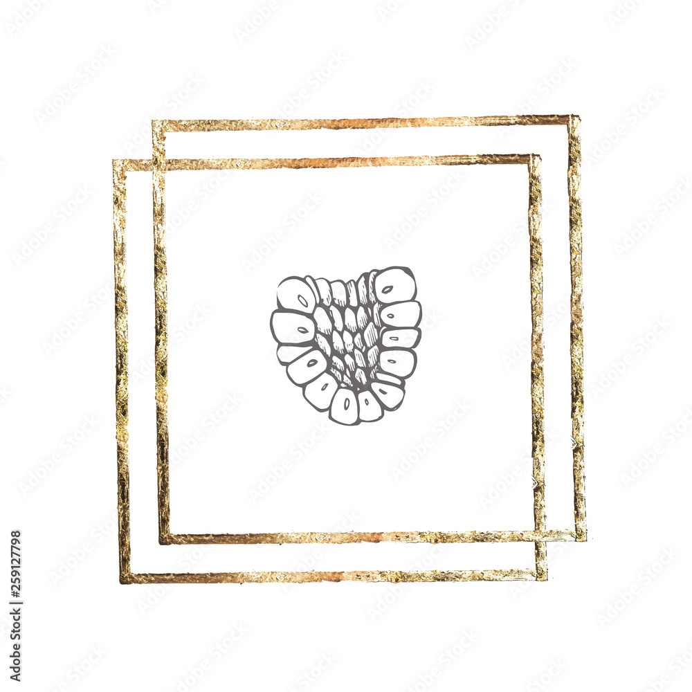 Hand drawn raspberry set isolated on white background. Retro sketch style graphic illustration. Gold frame. Hand drawn raspberry set isolated on white background. Retro sketch style graphic illustration. Gold frame.