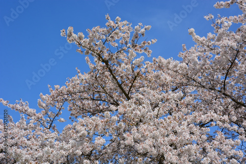 Zierkirsche - Japanische Blütenkirsche - Prunus serrulata