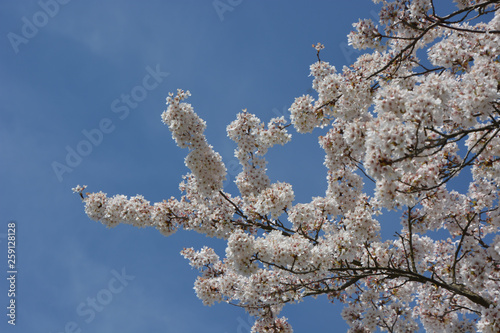 Zierkirsche - Japanische Blütenkirsche - Prunus serrulata