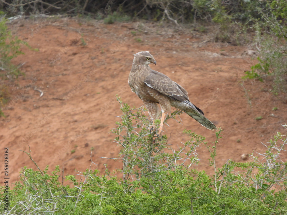 Obraz premium Greifvogel
