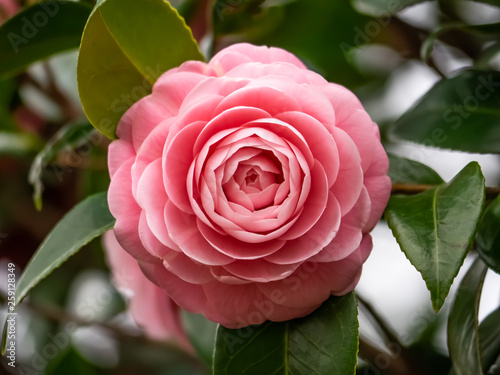 Canvas pink camellia flower blooming in early spring