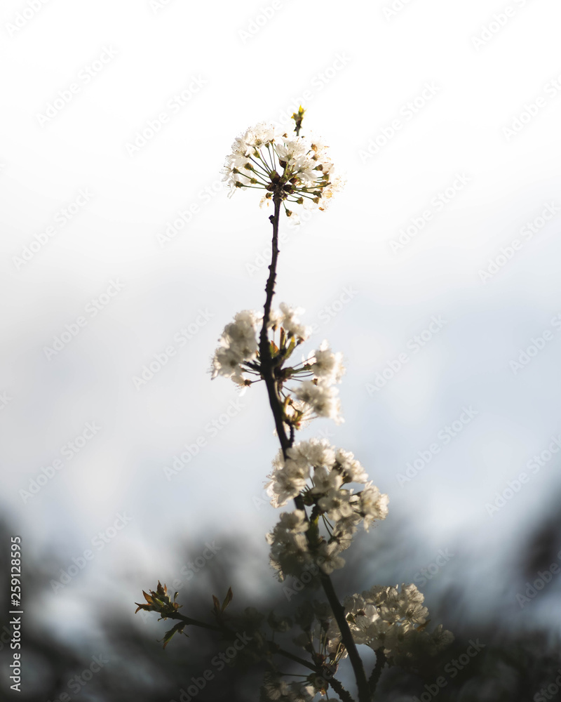 arrivée du printemps, arbre fleuri arrivée du printemps, arbre fleuri
