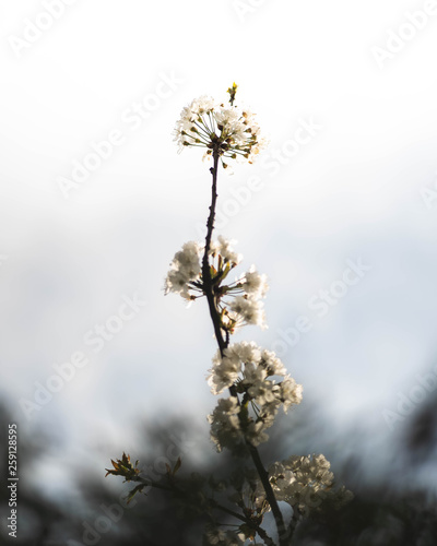 arrivée du printemps, arbre fleuri © Alexis K