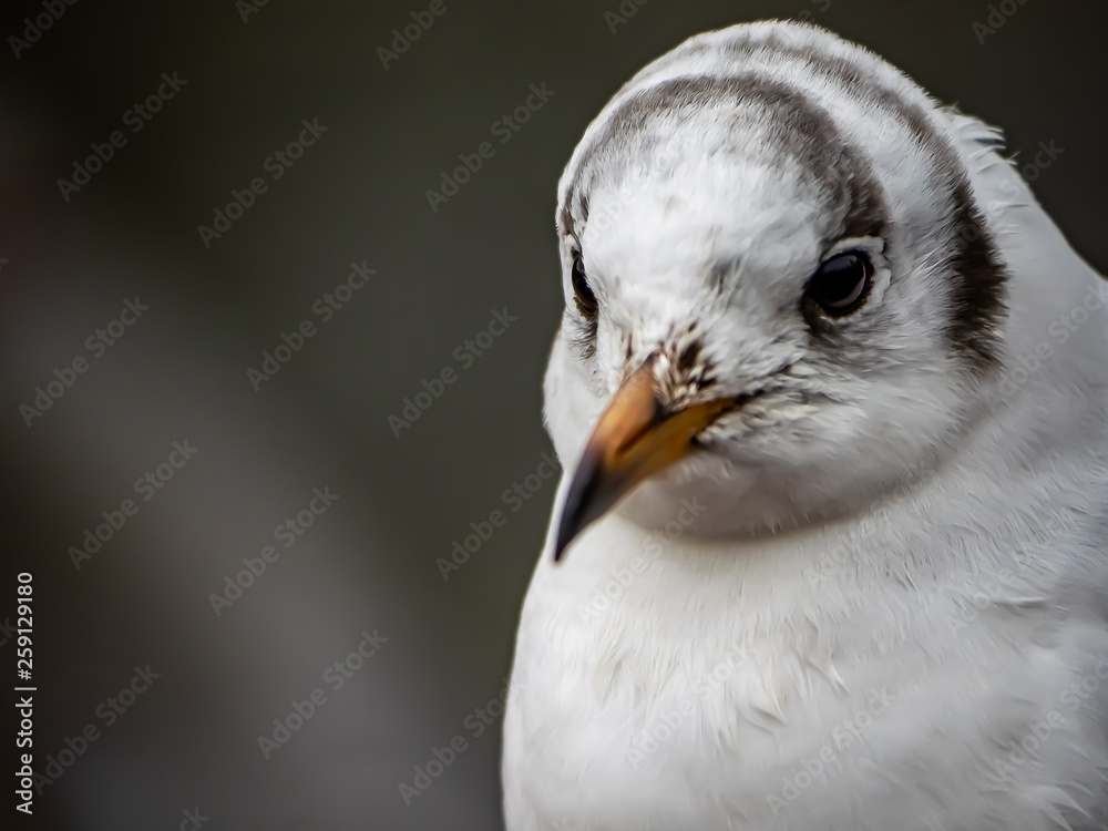 Portrait of a black-tailed gull in Ueno park 6 Portrait of a black-tailed gull in Ueno park 6