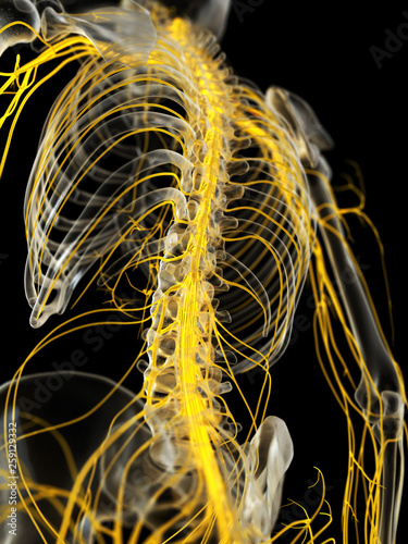 3d rendered medically accurate illustration of the spinal cord photo
