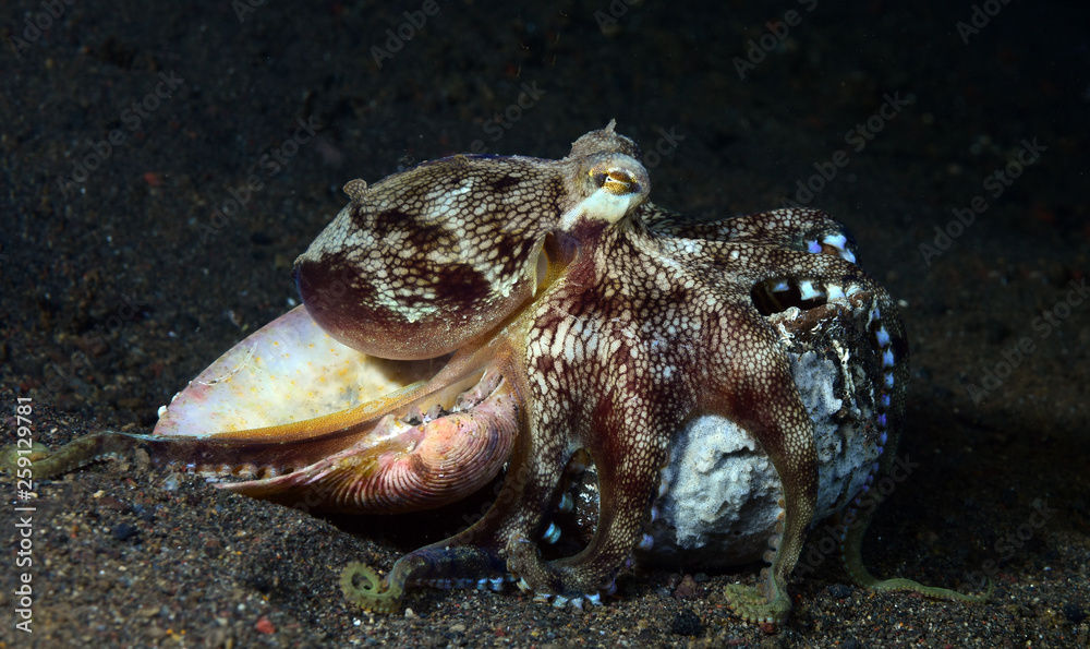 Obraz premium Incredible Underwater World - Coconut octopus - Amphioctopus marginatus. Diving and underwater photography. Tulamben, Bali, Indonesia.