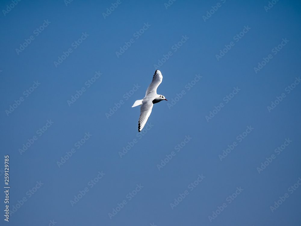 Black-tailed gull in flight over Tokyo Bay in Yamashita park, Yokohama 10