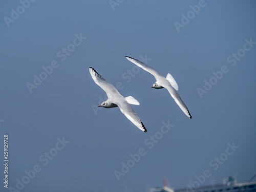 Pair of Black-tailed gulls in flight over Tokyo Bay in Yamashita park, Yokohama