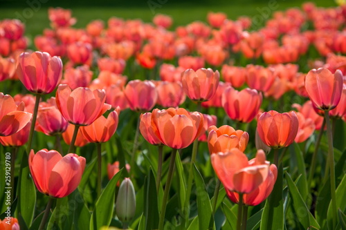 Field with red blooming tulips