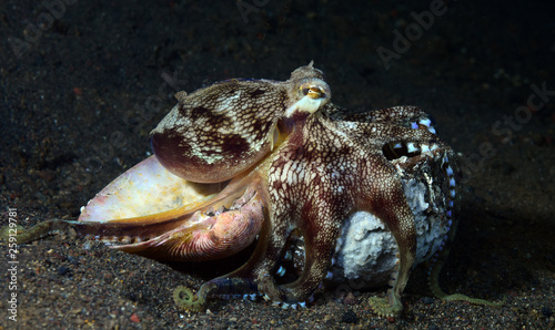 Incredible Underwater World - Coconut octopus - Amphioctopus marginatus. Diving and underwater photography. Tulamben  Bali  Indonesia.