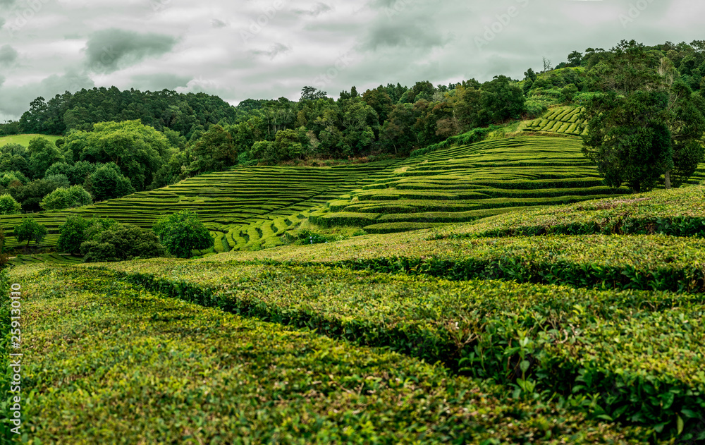 A tea plantation in cloudy weather on Azores