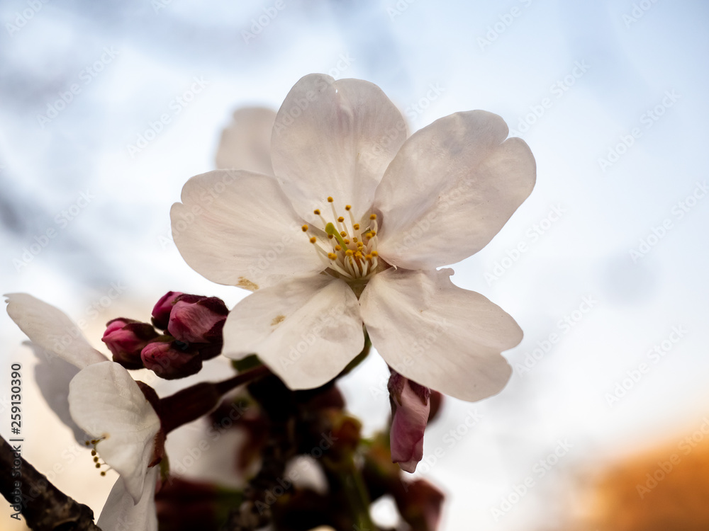 single white Japanese sakura blossom
