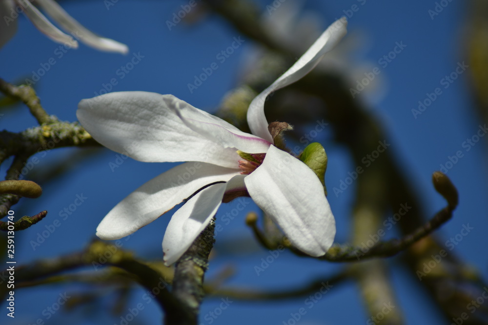 Magnolienblüte (Magnolia) Magnolienblüte (Magnolia)